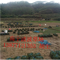 来宾马尼拉草皮销售｜来宾哪里有大量出售马尼拉草皮 