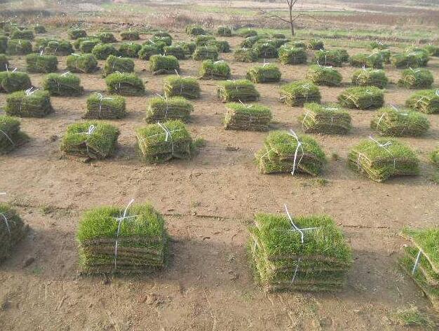 广西草皮基地~南宁马尼拉草皮种植