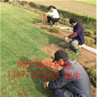 广西专业草坪基地｜北海马尼拉草皮 