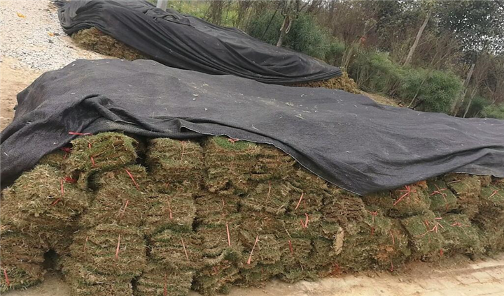 南宁马尼拉绿化草皮优质供应商