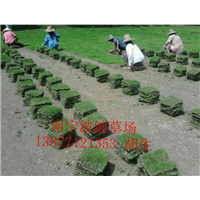 柳州市优质马尼拉草皮_柳州市马尼拉草皮批发 