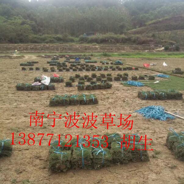 广西河池大量出售供应马尼拉草皮 