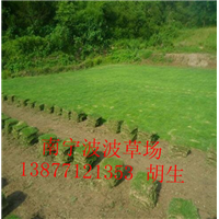 广西马尼拉草皮价格—南宁市马尼拉草皮多少钱一平？ 