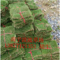 广西草皮销售｜钦州马尼拉草皮批发商 