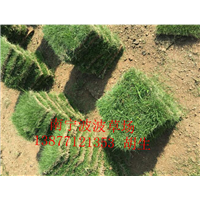 百色优质马尼拉草｜百色马尼拉草皮批发 