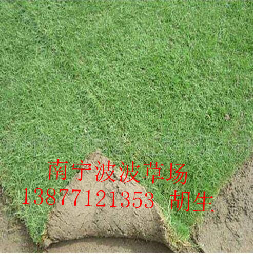 广西马尼拉草皮_南宁市哪里有种马尼拉草皮 