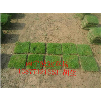广西马尼拉草皮┊广西**的马尼拉草基地 