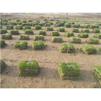 广西草皮基地~南宁马尼拉草皮种植