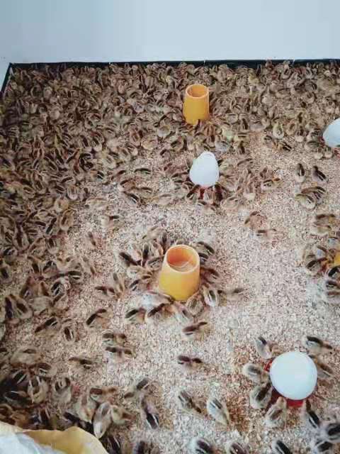 广西鸡苗批发