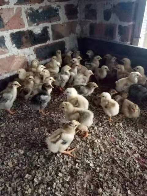 广西鸡苗价格