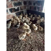 广西鸡苗价格