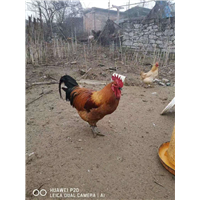 广西禽苗批发