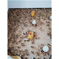 广西鸡苗批发