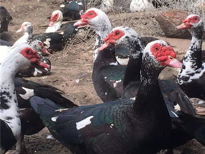 广西龙发禽苗批发
