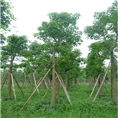 阳朔新隆秋枫基地 - 南宁秋枫、广西秋枫、桂林秋枫 