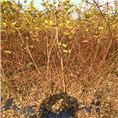 阳朔紫薇、阳朔紫薇价格、阳朔紫薇批发、阳朔紫薇基地 