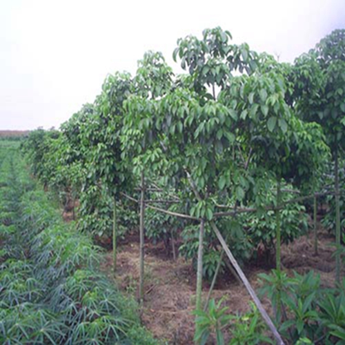 广西秋枫价格*广西秋枫*桂林秋枫基地\\阳朔新隆秋枫基地 