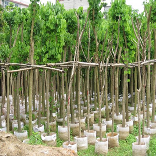 广西洋紫荆|洋紫荆|广西洋紫荆基地|广西洋紫荆价格 