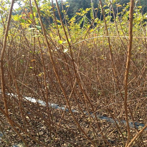 桂林紫薇、阳朔紫薇、梧州紫薇、来宾紫薇、柳州紫薇 