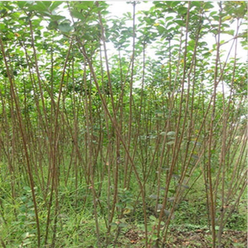 梧州紫薇价格、梧州紫薇、梧州紫薇批发