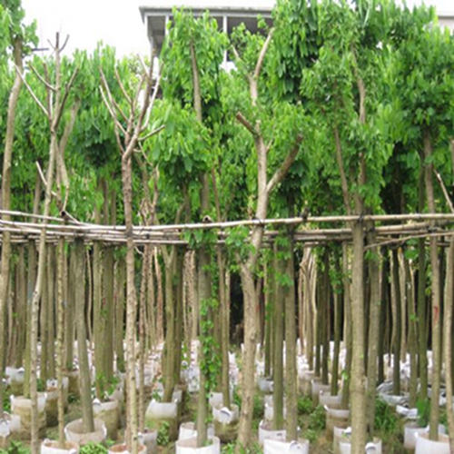 广西洋紫荆——广西洋紫荆价格—洋紫荆批发——供应洋紫荆 