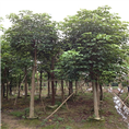 广西秋枫小苗\\阳朔新隆秋枫基地 - 秋枫苗、广西秋枫苗、广西秋枫 