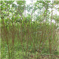梧州紫薇价格、梧州紫薇、梧州紫薇批发