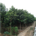 广西秋枫供应基地|桂林秋枫|广西秋枫价格|秋枫-阳朔新隆秋枫基地 