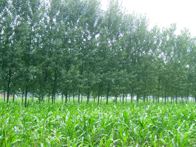 益阳白杨%益阳白杨*益阳白杨价格@湖南白杨 