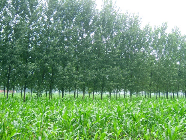 益阳白杨树|益阳白杨树苗|湖南白杨树 