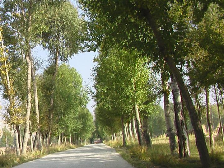 益阳白杨树供应|益阳白杨树苗价格|湖南白杨价格 