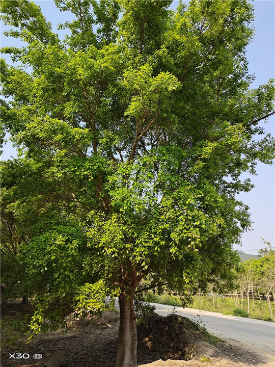 漳州红皮榕