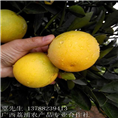 广西冰糖橙&桂林冰糖橙&广西冰糖橙代办