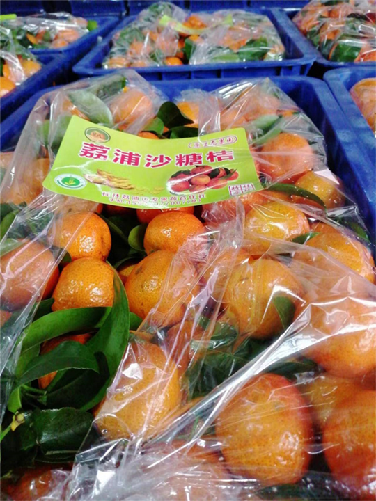 广西沙糖桔