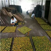 广西罗汉果苗，桂林罗汉果苗