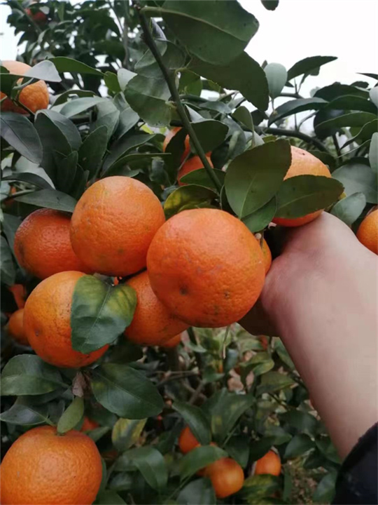 广西砂糖橘批发基地