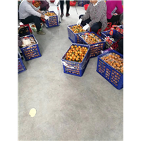 广西冰糖橙批发基地