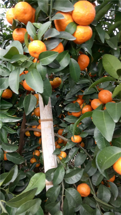 广西砂糖橘种植基地