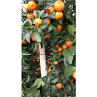 广西砂糖橘种植基地