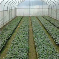 荔浦罗汉果苗，桂林罗汉果苗基地