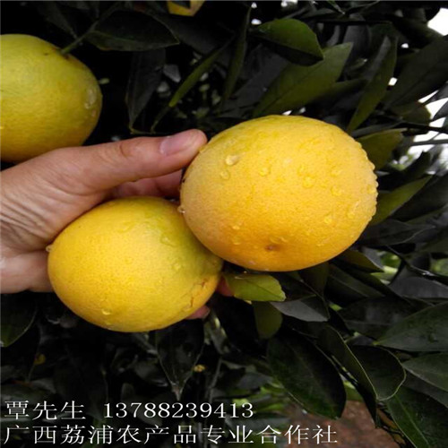 广西冰糖橙&桂林冰糖橙&广西冰糖橙代办