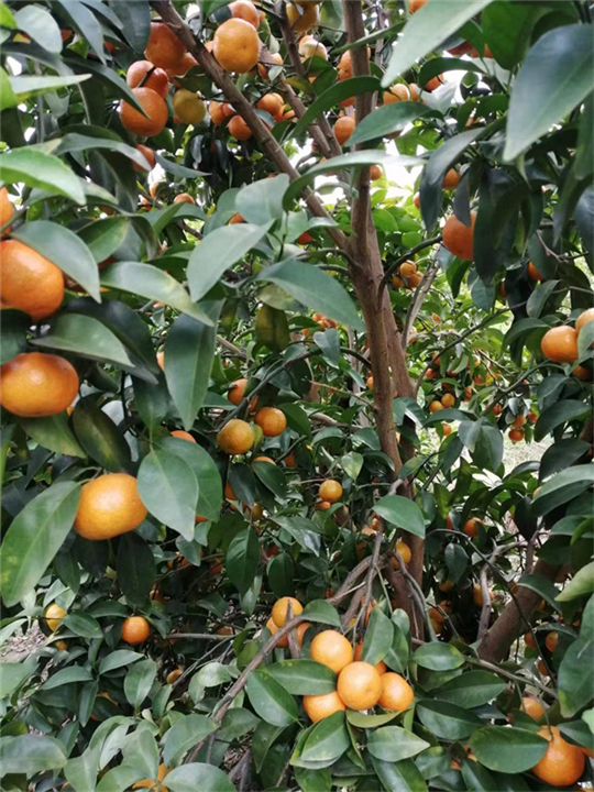 广西砂糖橘种植基地