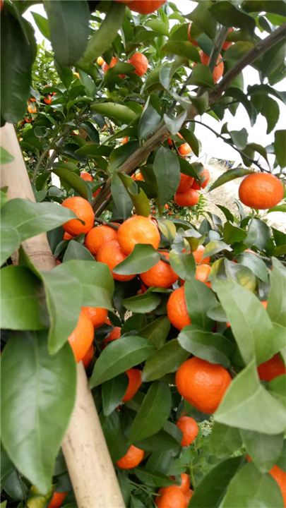 广西砂糖橘批发基地