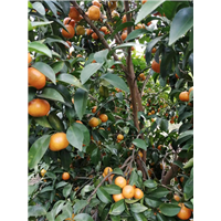 广西砂糖橘种植基地