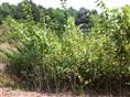 阳朔宫粉紫荆、桂林宫粉紫荆、全州宫粉紫荆、南宁宫粉紫荆 