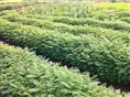 广西蓝花楹\广西蓝花楹价格、广西蓝花楹批发、供应广西蓝花楹 
