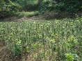 罗汉松、珍珠罗汉松、广西珍珠罗汉松、台湾珍珠罗汉松 