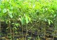 海南黄花梨广西哪里有买、广西哪里有优质海南黄花梨 