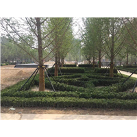 安徽银杏树 