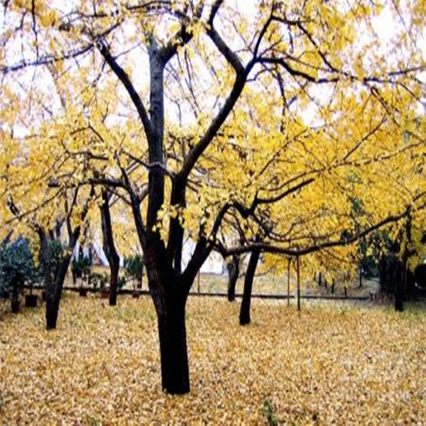 求购银杏树种植基地秉承诚信 